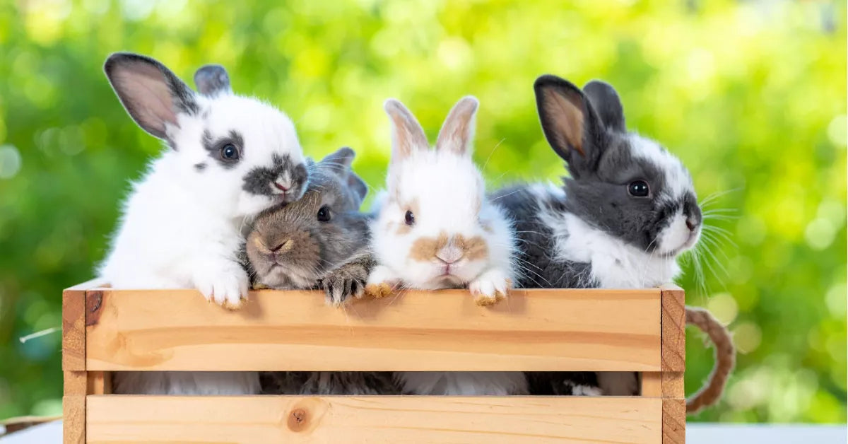 Safe Temperature Range for Rabbits: Too Cold or Too Hot? – Waggle