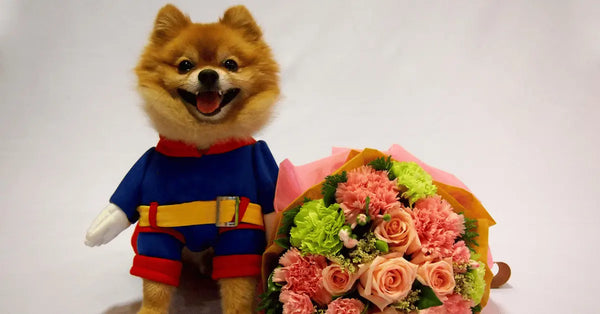 dog in superman dress 