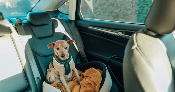 a dog alone in a car 