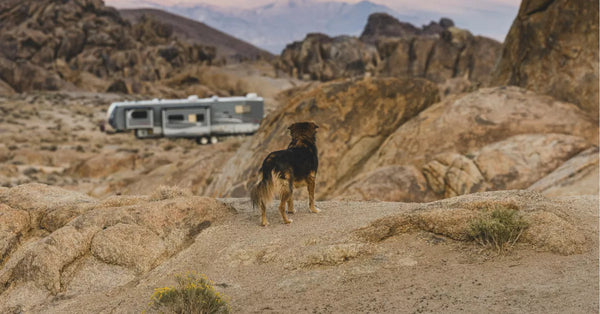 travelling with a large dog in an RV 