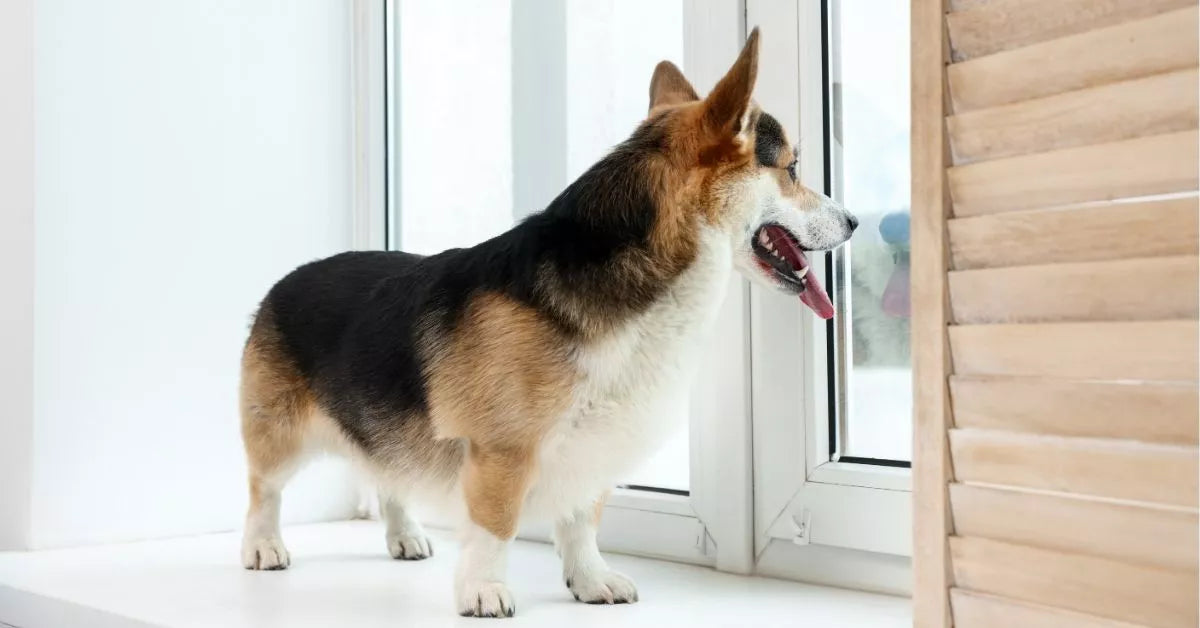 Dog Separation Anxiety: Signs, Causes & How to Help – Waggle