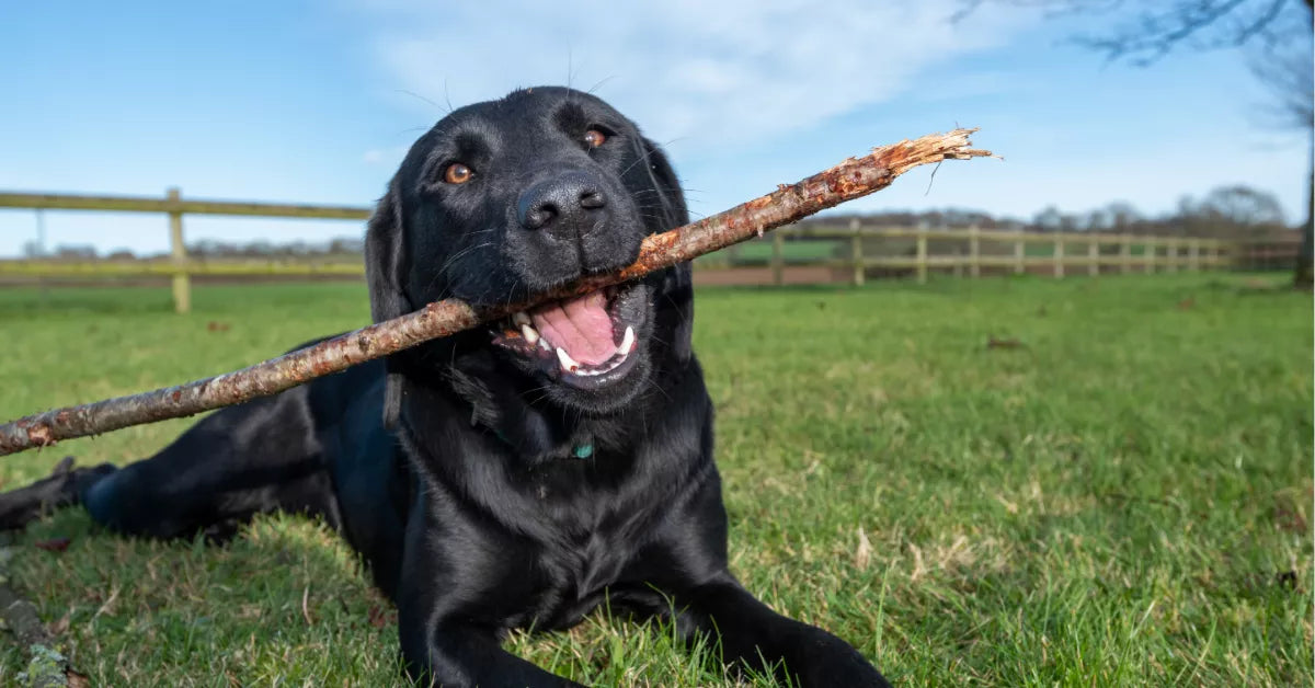 How to Stop Your Labrador Puppy From Biting – Waggle