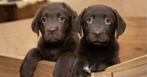 2 labrador puppies sitting inside a crate