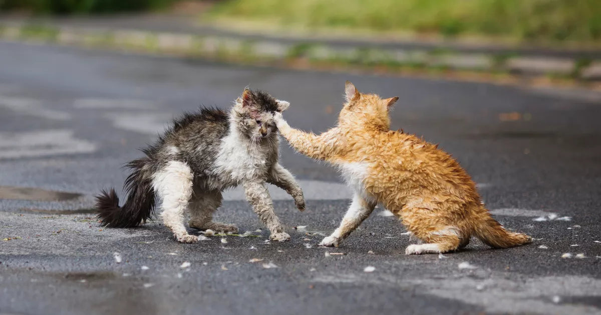 Two Cats Fighting? Here's Why & How to Stop It – Waggle