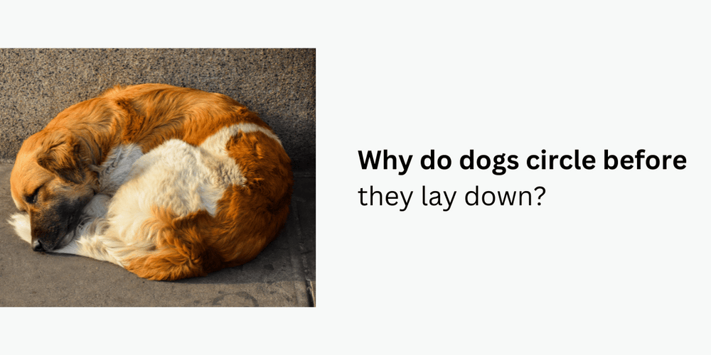 https://mywaggle.com/cdn/shop/articles/why_do_dogs_circle.png?v=1677841815&width=1000