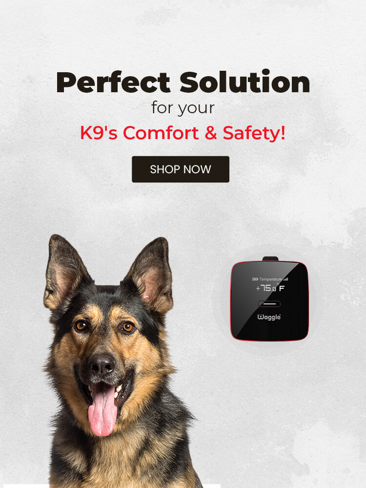 Waggle RV Dog Safety Temperature & Humidity Sensor | 4G Verizon Cellular